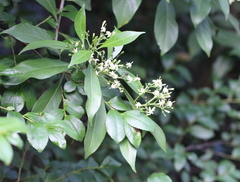 Tarenna attenuata