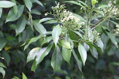 Tarenna attenuata