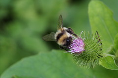 Bombus