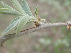 Elaeagnus angustifolia