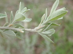 Elaeagnus angustifolia