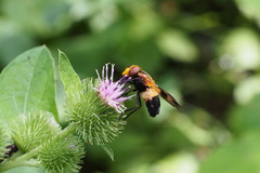 Volucella tabanoides