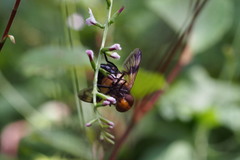 Volucella tabanoides
