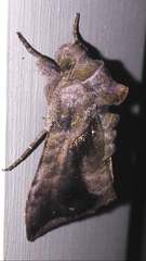Anadevidia peponis