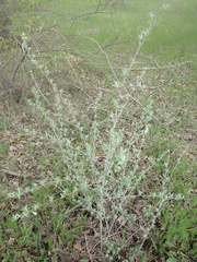 Elaeagnus angustifolia