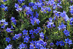 Glandora diffusa