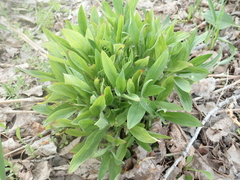 Silene