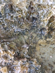 Istiblennius