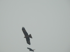 Milvus migrans