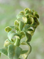 Euphorbia virgata