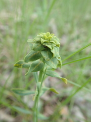 Euphorbia virgata