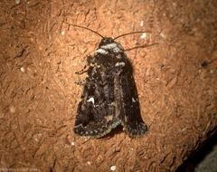 Proteuxoa goniographa