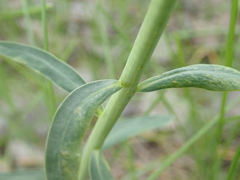 Euphorbia virgata