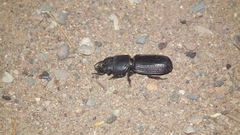 Passalidius fortipes