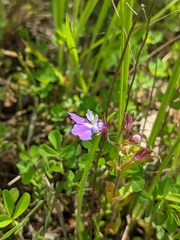 Collinsia violacea