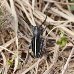 Dorcadion holosericeum