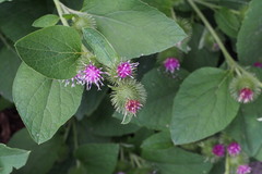 Arctium lappa