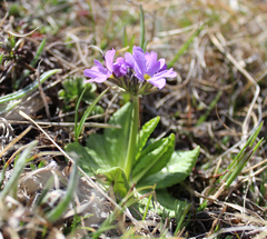 Primula algida