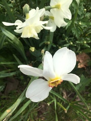 Narcissus
