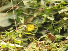 Eurema hecabe