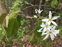 Amelanchier amabilis