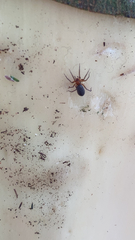 Mesiotelus