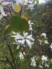 Amelanchier amabilis