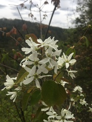 Amelanchier amabilis