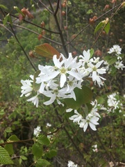 Amelanchier amabilis