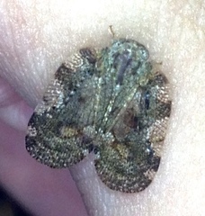 Aprivesa