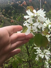 Amelanchier amabilis