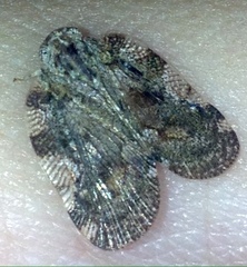 Aprivesa