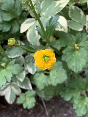 Angiospermae