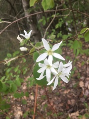 Amelanchier amabilis