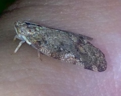 Aprivesa