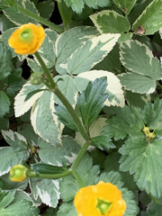 Angiospermae