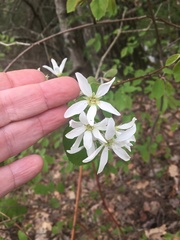Amelanchier amabilis