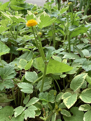 Angiospermae