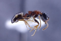 Dolichoderus quadripunctatus