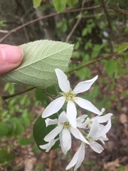 Amelanchier amabilis