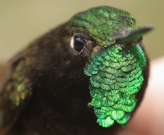 Perija Metaltail photo 2