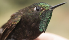 Perija Metaltail photo 3