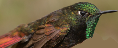 Perija Metaltail