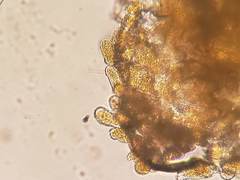 Pucciniastrum pyrolae