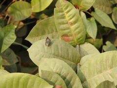 Luthrodes pandava