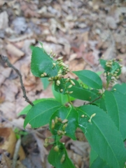 Eriophyes cerasicrumena