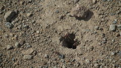 Anoplolepis custodiens