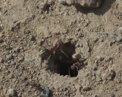 Anoplolepis custodiens