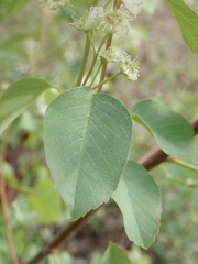 Prunus padus