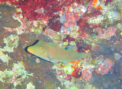 Canthigaster papua